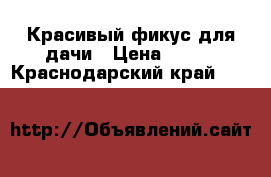 Красивый фикус для дачи › Цена ­ 500 - Краснодарский край  »    